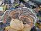 Lepketapló (Trametes versicolor), Budai-hegység